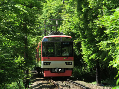 青もみじ新緑の徐行運転