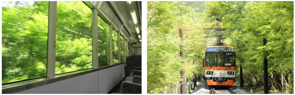 Fresh green maple leaves along the railway