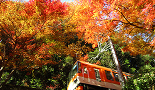 紅葉（11月上旬〜下旬）