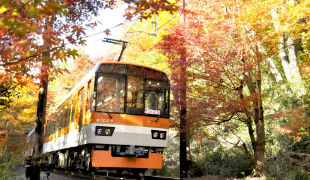 もみじのトンネル 叡電沿線を楽しむ