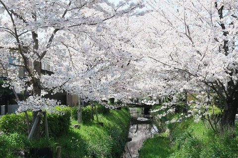 修学院から妙満寺へ、桜咲く街道を歩く