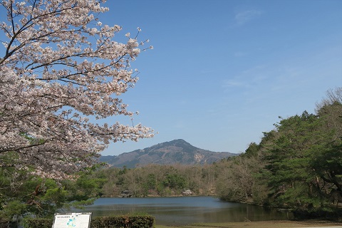 修学院から妙満寺へ、桜咲く街道を歩く