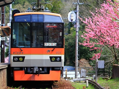 叡山電車沿線 花の名所めぐり