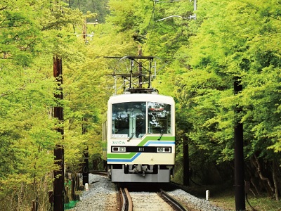 青もみじ新緑の徐行運転