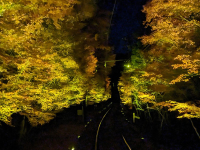 紅葉ライトアップ特別列車【事前申込制・全席指定】